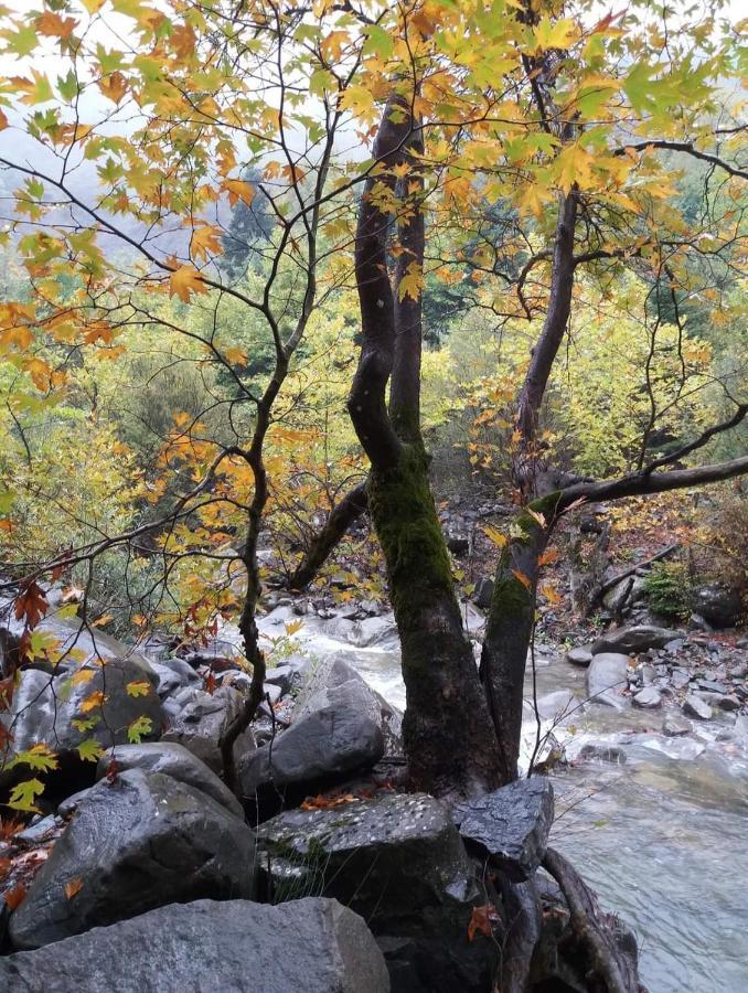 Άγρια Λούλουδα Κατοικία Αρμονία Timfristos Экстерьер фото